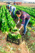 Portrait Of Young Adult Latino Female Worker Harvesting Green Leafy Vegetables On Field