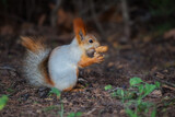 Fototapeta Paryż - Cute squirrel eating nuts in the Park. Squirrel with fluffy tail close-up holding a nut, blurred background.