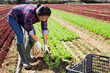 © JackF - Hispanic woman farmer harvesting green lettuce cultivar on farm plantation on sunny spring day