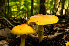 Closeup Of Amanita Jacksonii Mushrooms In A Forest Under The Sunlight With A Blurry Background