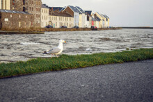 Sea Gull Standing On A Grass By River Corrib, Galway City, Ireland, High Level Of Water, Flood Risk. Claddagh Area.