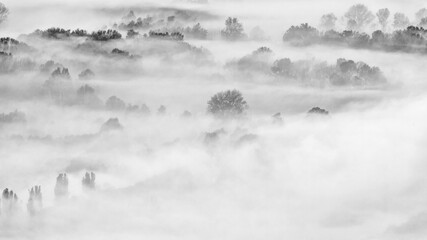 Sticker - Wild forest wrapped by fog at morning, fine art photography