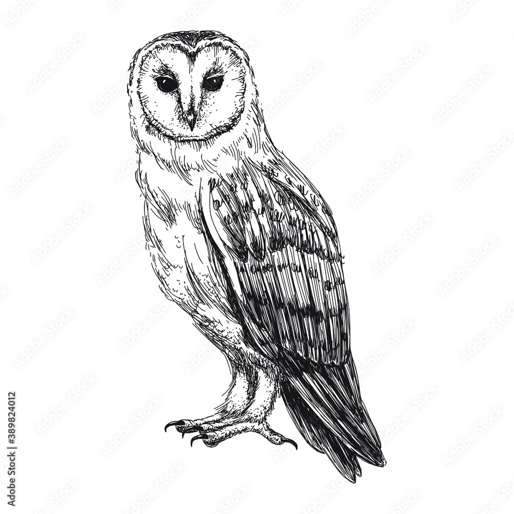 Barn owl sketch isolated on white background. Vintage tyto bird vector  illustration. Stock Vector | Adobe Stock, image size:1000x1000