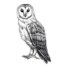 barn owl sketch isolated on white background. vintage tyto bird vector illustration.