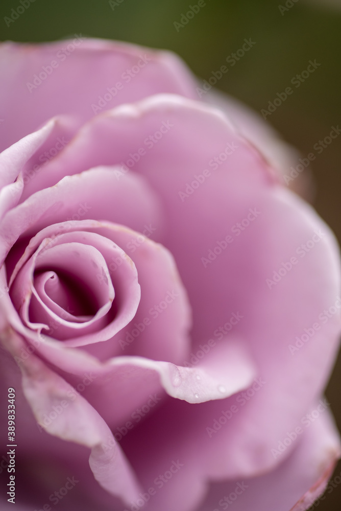 close up of pink rose - obrazy, fototapety, plakaty 