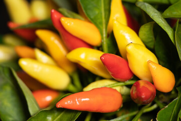 Pepper orange wonder. Colorful red, orange and yellow small pepper.