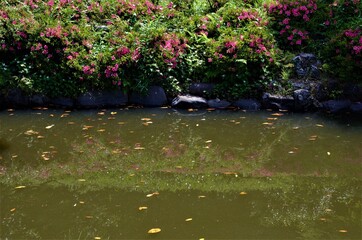 Japan pictures, typical japanese traditional lifestyle, trees ans nature in japan 
Beautiful selection of high quality photography in Hokkaido, Tokyo, Osaka, Kyoto, Kawagushiko, Sakurajima and Okinawa