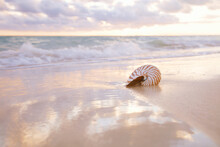 Nautilus Sea Shell On Golden Sand Beach In  Soft Sunset Light