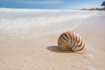 Wall Mural - nautilus sea shell on golden sand beach in  soft sun light