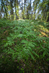 Wall Mural - fern grows in the forest.