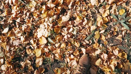 Wall Mural - A man walks on dry yellow autumn leaves in good weather. Slow motion