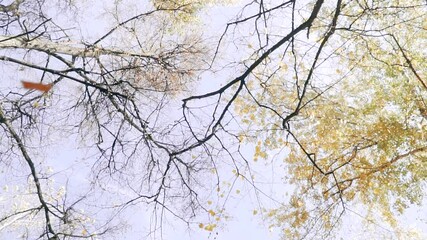 Wall Mural - Falling dry yellow autumn leaves on the alley close-up. Slow motion