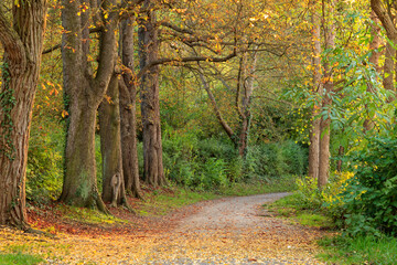  Beautiful shot of a natural trail with colorful trees in Autumn