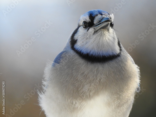 Cuadros en Lienzo A blue jay arrives at the feeder