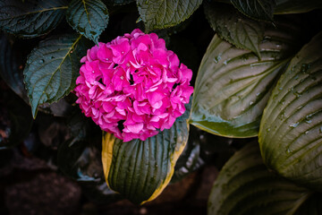 Canvas Print - Hydrangea