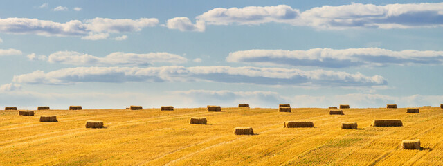 Canvas Print - Harvested wheat field in the rays of the summer sun. Wheat harvest end concept. Rural scenery, panorama, banner