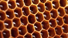Fresh Honey In A Honeycomb Close Up. Organic Beekeeping. Organic Honey Bee Farm. Rural Beekeeping