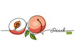 Peach simple vector illustration. One continuous line drawing art illustration with lettering peach fruit.