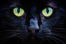 Black Cat Face