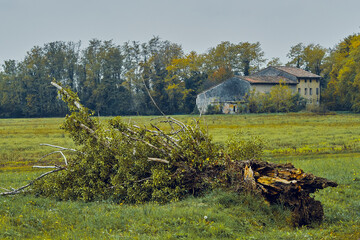 Fallen tree with abandoned house in background