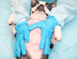 Boston Terrier dogs with Allergy symptoms - red spots on the stomach, at the doctor's appointment and diagnosis in a medical clinic for treatment.