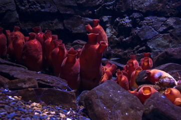 Wall Mural - hordate animals species -Red sea squirt