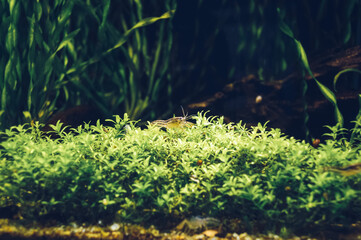 view of Brazos Dwarf Crayfish