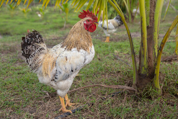 Agricultural Field, Agriculture, Animal, Animal Body Part, Animal Head