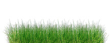 Green Grass Isolated On White Background. Tall Green Grass On White.