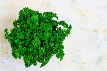 fresh parsley on a light background. A bunch of parsley, vegetarianism