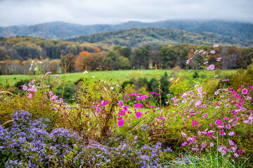 Wall Mural - Autumn fall season rural countryside with foreground of many colorful beautiful flowers at winery vineyard in blue ridge mountains of Virginia with sky and rolling hills