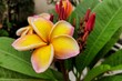 red frangipani flower