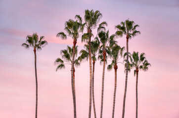 Wall Mural - Low angle shot of Attalea speciosa trees with sunset in the background