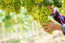Hand Of Woman Holding Bunch Green Grapes Checking Or Harvested. Gardener Hand Female Harvest, Reap, Or Gather Green Grapes At Vineyard Fruit Farm. 