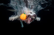© Clemens Vanderwerf - Golden retriever dog with orange halloween pumpkin under water showing teeth