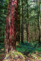 Fototapeta nature preserve eibenwald paterzell, yew forest paterzell, bavaria, germany