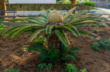 Azores, Female Cone And Foliage Of Cycas Revoluta Cycadaceae Sago Palm
