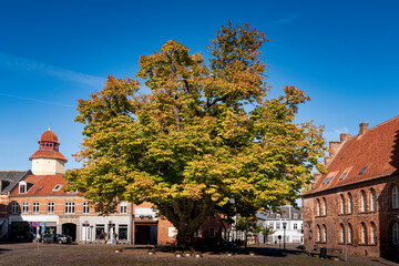 Wall Mural - view of the old town of nyköbing with huge maple tree