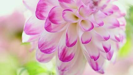 Fotomurales - White and purple dahlia flower