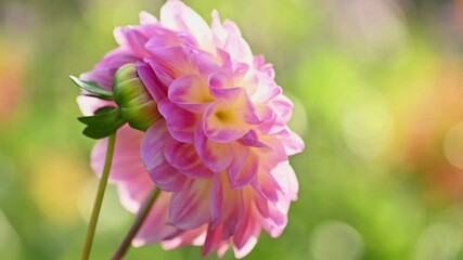 Fotomurales - Pink dahlia flower slow motion