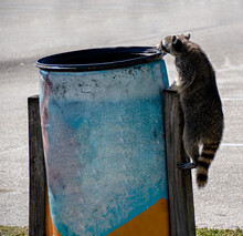 A Hungry Raccoon, Not Bothered By People, Climbs Up And Peers Into A Garbage Can, Looking For Scraps Of Food, At Cocoa Beach In Florida On A Bright Sunny Day.