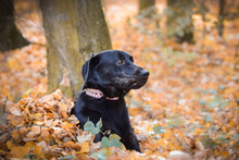 Black Dog Is Lying In Nature Around Are Leaves. She Is So Cute Dog.