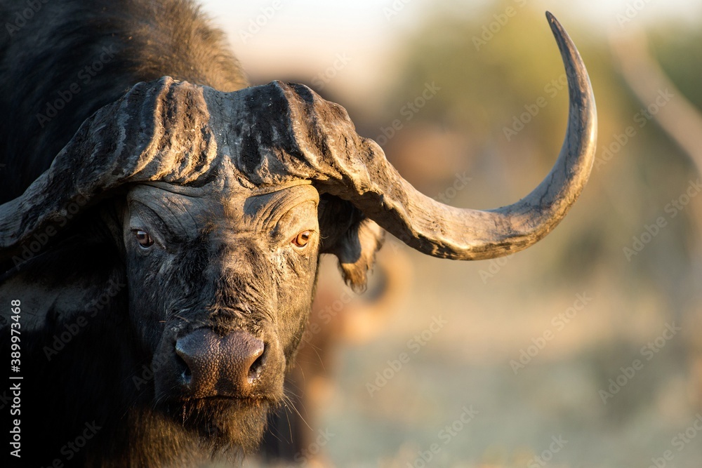 buffalo big head with huge horns - obrazy, fototapety, plakaty 