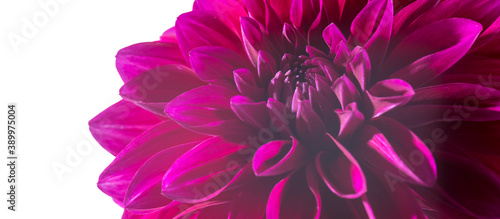 Fotomural Purple autumn dahlias on white background