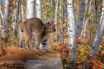 Bobcat Kitten in the Birch Forest in Autumn