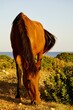 Ein Pferd am Grasen auf Menorca