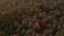 Top Down View Autumn Forest, Fall Woodland. Green Golden Treetop. Colorful Texture In Nature. Woods, Natural Background. Drone Flies Over Fall Colors Treetops In Woodland.