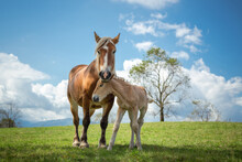 Mare And Foal In The Mountains Meadow