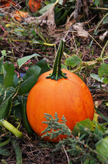 pumpkin patch