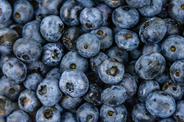 Wall Mural - Background of the many blueberries. Healthy eating concept